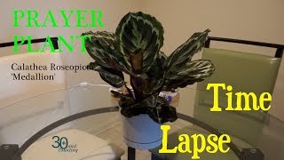 Prayer Plant Time Lapse Calathea Medallion [upl. by Stahl]