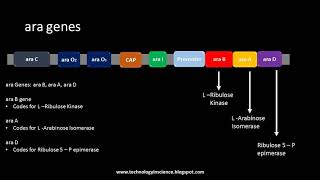 Arabinose Operon  ara Operon [upl. by Gayl673]