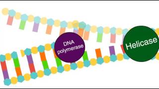 Enzymes in DNA replication [upl. by Keviv]