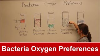 Bacteria Oxygen Requirements [upl. by Laband998]