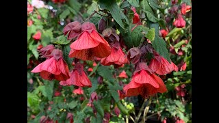 Abutilons [upl. by Veriee]