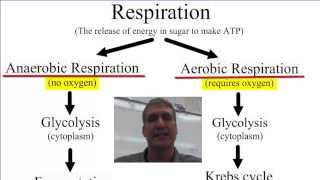 Anaerobic vs Aerobic Respiration [upl. by Eedak]