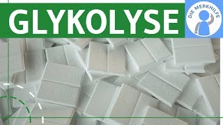 Glykolyse einfach erklärt  Ablauf Phasen Eigenschaften  Stoffwechsel amp Stoffabbau  Zellatmung [upl. by Randi903]