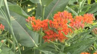 Minnesota Native Plant  Butterfly Weed Asclepias Tuberosa [upl. by Atteyek850]