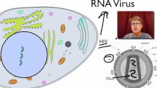 Viral Replication [upl. by Umberto]