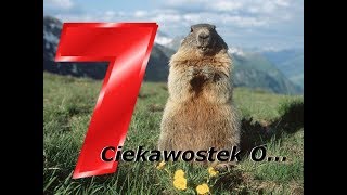 7 Ciekawostek O Świstakach [upl. by Thedrick741]