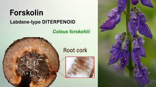 Total biosynthesis of the cyclic AMP booster forskolin from Coleus forskohlii [upl. by Ennaillij]