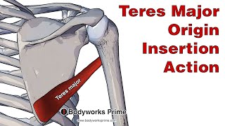 Teres Major Anatomy Origin Insertion amp Action [upl. by Froh]