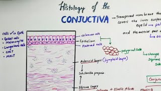 Histology Of Conjunctiva [upl. by Jammin]