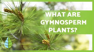 GYMNOSPERM PLANTS 🌲 Characteristics Examples Reproduction and more [upl. by Dnomayd]