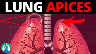 Echocardiography Essentials Detecting aortic regurgitation [upl. by Bennet]