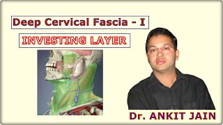 Deep Cervical Fascia  I Investing Layer Anatomy  Simplified Fascia colli [upl. by Riccardo]