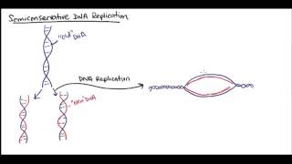 Semiconservative DNA replication [upl. by Ziladnerb261]