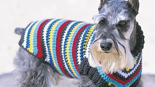 How to Crochet Easy Dog Coat Small to XLarge Sizes [upl. by Boorer]