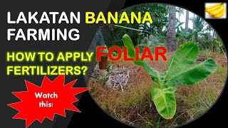 How to Apply Foliar Fertilizers to Bananas  Lakatan Banana Farming [upl. by Caria]