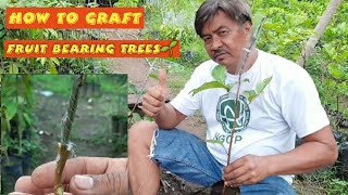 Tagalog How to Graft Fruit Trees like Rambutan Lansonez Durian Mango [upl. by Merline]