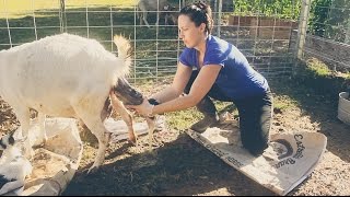 Assisting with a Baby Goat BIRTH on the Homestead [upl. by Aneleh]