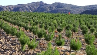 Raising Christmas Trees How A FamilyRun Christmas Tree Farm Grows Its Trees [upl. by Anemolif]