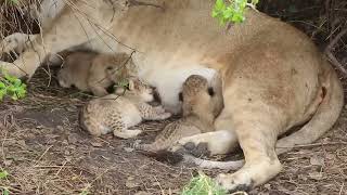 Tiny newborn lion cubs Serengeti  African Family Safaris [upl. by Karleen]