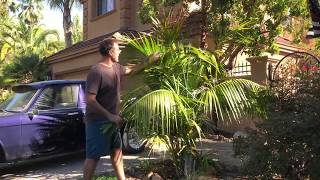 Growing Kentia Palms Outdoors in Northern California [upl. by Miyasawa160]