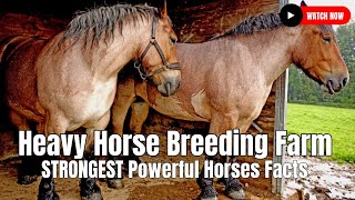 Heavy Horse Breeding Farm  STRONGEST Powerful Horses Facts [upl. by Lumbye218]