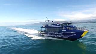 Whale Watch Kaikoura  Marine Experience 60 secs [upl. by Ahsekat]