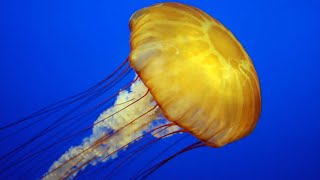 Facts The Jellyfish [upl. by Auj]