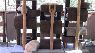 How To Build A Six Foot Cat Tree [upl. by Assennev]