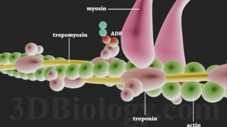 Muscle Contraction 3D [upl. by Tutt]