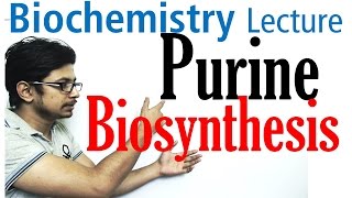 Purine biosynthesis [upl. by Llennoc]