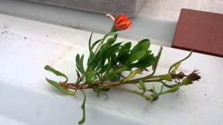 How to grow Daisies from a cutting [upl. by Kask503]