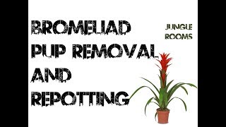 Bromeliad Pup Removal and Repotting [upl. by Corry]