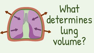 What Determines Lung Volume [upl. by Crary940]