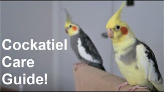 Cockatiel Care Guide  Everything You Need To Know  BirdNerdSophie [upl. by Kimmie]