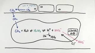 AS Biology  Carbon dioxide transport in red blood cells OCR A Chapter 84 [upl. by Hortensa]