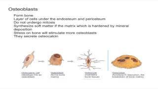 Osteogenic Cells and Osteoblasts [upl. by Baynebridge]