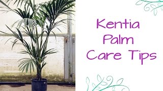 An Elegant Plant For Lower Light The Kentia Palm [upl. by Yebot267]