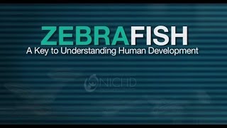 Zebrafish  A Key To Understanding Human Development [upl. by Ethelind164]