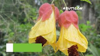 Abutilon  Abutilon Tips amp Tricks  Abutilon Care  Abutilon Plant [upl. by Eioj984]