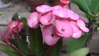 Growing Crown of Thorns Euphorbia milii [upl. by Edd]