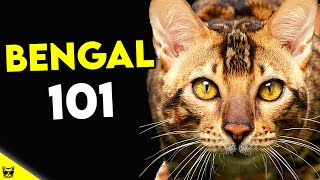 Must Watch BEFORE Getting a BENGAL CAT  Bengal Cat 101 [upl. by Roxie495]