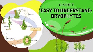 Bryophytes [upl. by Megen]