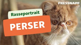 Perser Katze Rasseportrait  FRESSNAPF [upl. by Pepito]