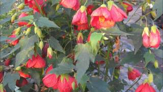 Larkspur Nursery Abutilon Collection [upl. by Jehiah]