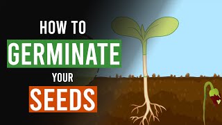 How to Germinate your Cannabis Seeds [upl. by Ainos323]