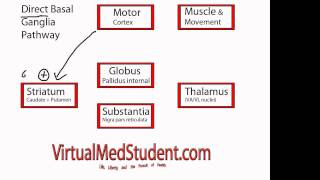 Basal Ganglia Direct Pathway [upl. by Cohby]