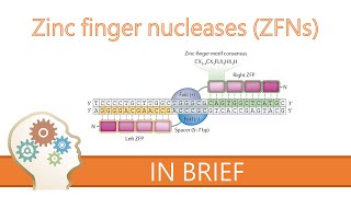 ZINC FINGER NUCLEASES  GENE EDITING EXPLAINED [upl. by Lavinie]