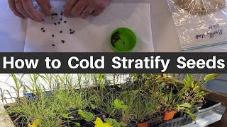 How to Cold Moist Stratify Seeds [upl. by Neiluj]