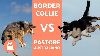 Border Collie vs Pastore Australiano  DIFFERENZE [upl. by Aplihs728]