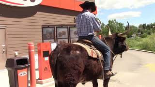 Riding a TEXAS LONGHORN through the drivethru [upl. by Kenzi113]